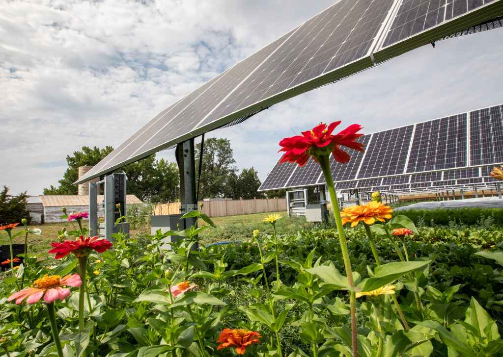 September 1, 2021 - Flowers grow along some of the rows at Jack's Solar Garden in Longmont, Colo, to attract pollinators such as honeybees, bumble bees, and butterflies. Jack's is a 1.2-MW, five-acre community solar farm and is the largest agrivoltaic research project in the U.S. The solar project was designed and built by Namasté Solar. Photo by Werner Slocum / NREL